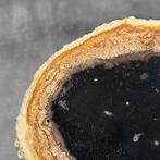 Prachtige plak versteende palmwortel op een op maat gemaakte