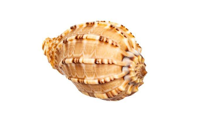 Geen reserve, Davids Harp Taxidermie wandmontage - Harpa, Verzamelen, Dierenverzamelingen