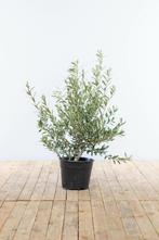 Olijfboom Olea Europea Struik 80-100 Pot, Tuin en Terras, Planten | Tuinplanten