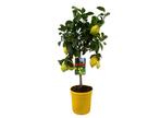Citroenboom Citrus Limon, Huis en Inrichting, Kamerplanten, Verzenden