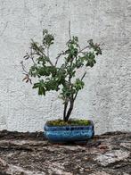 Bonsaï Fruticosa Salvia van Jeruzalem. - Hoogte (boom): 33