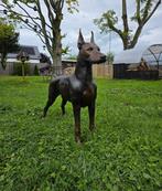 Arnadia - Beeld, Bronze: Large Doberman Dog - 70 cm - Brons