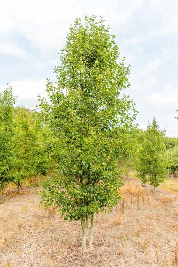 Pyrus calleryana Chanticleer meerstammig 250-300, Tuin en Terras, Planten | Tuinplanten