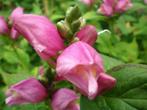 Schildpadbloem , Chelone obliqua , roze of Alba wit  P9, Tuin en Terras, Planten | Tuinplanten, Verzenden, Zomer, Vaste plant