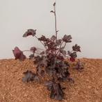 Purperklokje: Heuchera Villosa ‘Carnival Plum Crazy’ (Wi, Ophalen of Verzenden, Vaste plant, Overige soorten, Halfschaduw