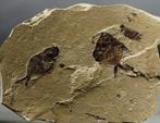 Beste fossiele vis, natuurlijk, meerdere - goed contrast -, Verzamelen, Mineralen en Fossielen
