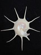 Zeeslak Zeeschelp - S-111 GUILDFORDIA YOKA (Zonder, Nieuw