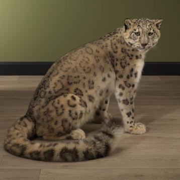 Sneeuwpanter Taxidermie Opgezette Dieren By Max beschikbaar voor biedingen