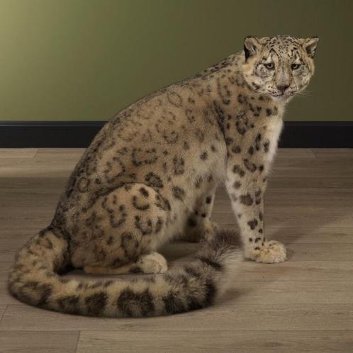 Sneeuwpanter Taxidermie Opgezette Dieren By Max, Verzamelen, Dierenverzamelingen, Opgezet dier, Nieuw, Wild dier, Ophalen of Verzenden