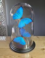 Vlinder Taxidermie volledige montage - Morpho Didius - 32 cm
