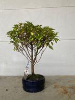 Azalea bonsai (Rhododendron) - Hoogte (boom): 38 cm - Diepte, Antiek en Kunst