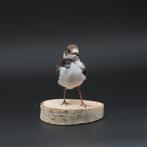 Kleine plevier Taxidermie volledige montage - Charadrius, Nieuw