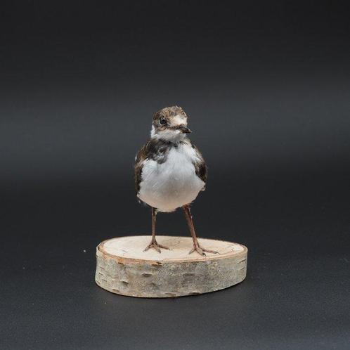 Kleine plevier Taxidermie volledige montage - Charadrius, Verzamelen, Dierenverzamelingen
