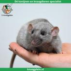 Veel jonge dumbo ratjes! Zeer tam en goed gesocialiseerd!, Dieren en Toebehoren, Knaagdieren, Meerdere dieren, Rat, Tam