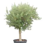 Olijfboom - bol op stam - Omtrek: 20-40 cm | Hoogte: 160 cm, Tuin en Terras, Planten | Bomen, Ophalen of Verzenden