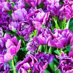 20x Tulpenbollen Double Flag – Paarse Dubbelbloemige Tulp, Verzenden