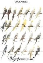 Vogelposter Valkparkieten gelamineerd - Vogelposters, Verzenden, Nieuw