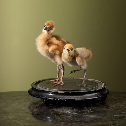 Kroonkraanvogel Kuikens Taxidermie Opgezette Dieren By Max, Verzamelen, Dierenverzamelingen, Opgezet dier, Nieuw, Vogel, Ophalen of Verzenden