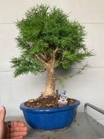 Lariks bonsai (Larix) - Hoogte (boom): 60 cm - Diepte, Antiek en Kunst, Curiosa en Brocante