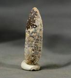 Ongewone fossiele kegel - Netjes bewaard - Met schubben -