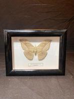 Vlinder Taxidermie volledige montage - Automaris, Nieuw