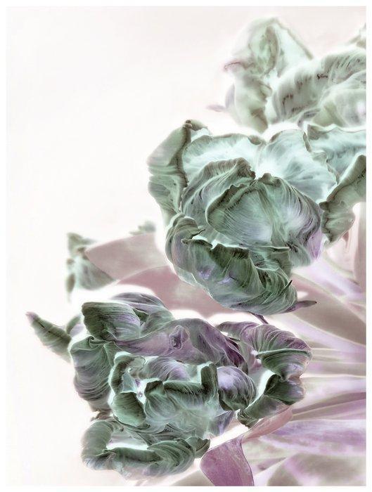 Bernd Lieven - Tulips No.I, Antiek en Kunst, Kunst | Designobjecten