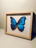 Vlinder Taxidermie volledige montage - Morpho didius - 190, Nieuw