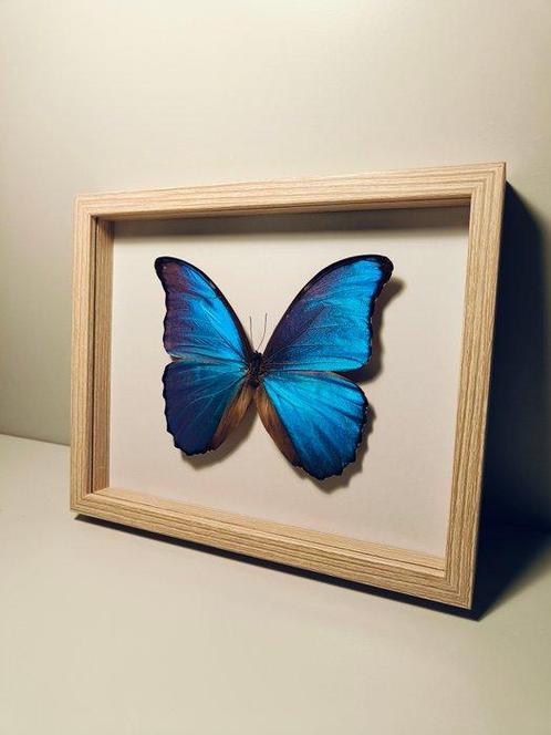 Vlinder Taxidermie volledige montage - Morpho didius - 190, Verzamelen, Dierenverzamelingen