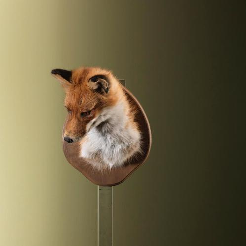 Vos Taxidermie Opgezette Dieren By Max, Verzamelen, Dierenverzamelingen, Opgezet dier, Nieuw, Wild dier, Ophalen of Verzenden