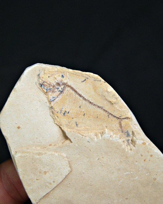 Vis - Gefossiliseerd dier (Zonder minimumprijs), Verzamelen, Mineralen en Fossielen