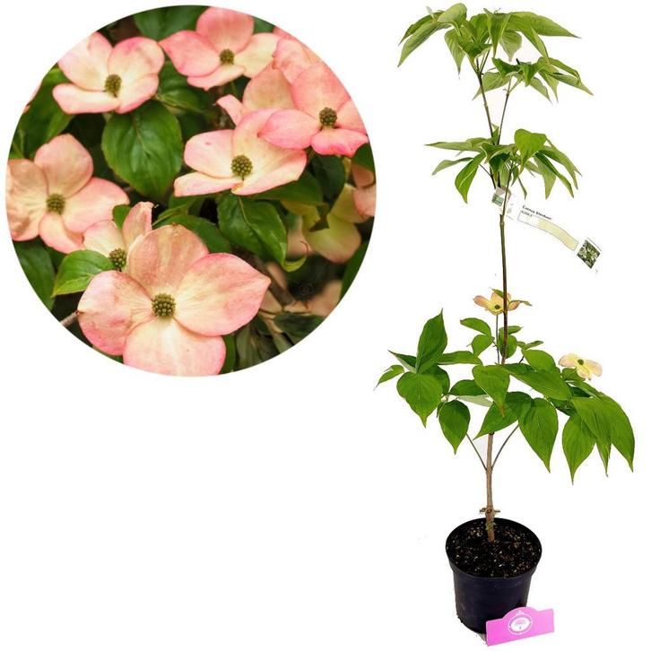 Cornus STARDUST + pot 17cm, Tuin en Terras, Planten | Tuinplanten, Verzenden