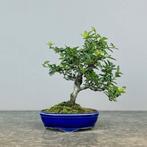 Vuurdoorn bonsai (Pyracantha) - Hoogte (boom): 22 cm -, Antiek en Kunst