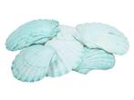 Schelp fan chippy giant light green/dark green 6 stuks, Ophalen of Verzenden, Nieuw