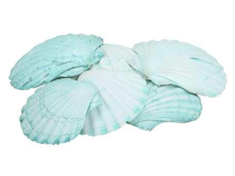 Schelp fan chippy giant light green/dark green 6 stuks, Hobby en Vrije tijd, Knutselen, Nieuw, Ophalen of Verzenden