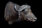 Buffel Taxidermie volledige montage - Bubalus bubalis - 1 m, Nieuw