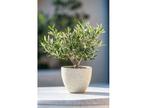 Bonsai Olive tree in bowl, Verzenden