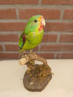 Swift Parrot Taxidermie volledige montage - Lathamus, Nieuw
