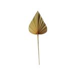 *palmblad tak gedroogd puntig 40cm*, Huis en Inrichting, Woonaccessoires | Overige, Verzenden, Nieuw