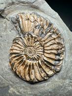 Pyriet-gekalkeerde Pleuroceras-ammonietengroep, Gouden, Verzamelen, Mineralen en Fossielen