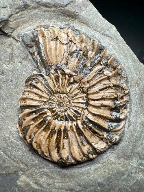 Pyriet-gekalkeerde Pleuroceras-ammonietengroep, Gouden, Verzamelen, Mineralen en Fossielen