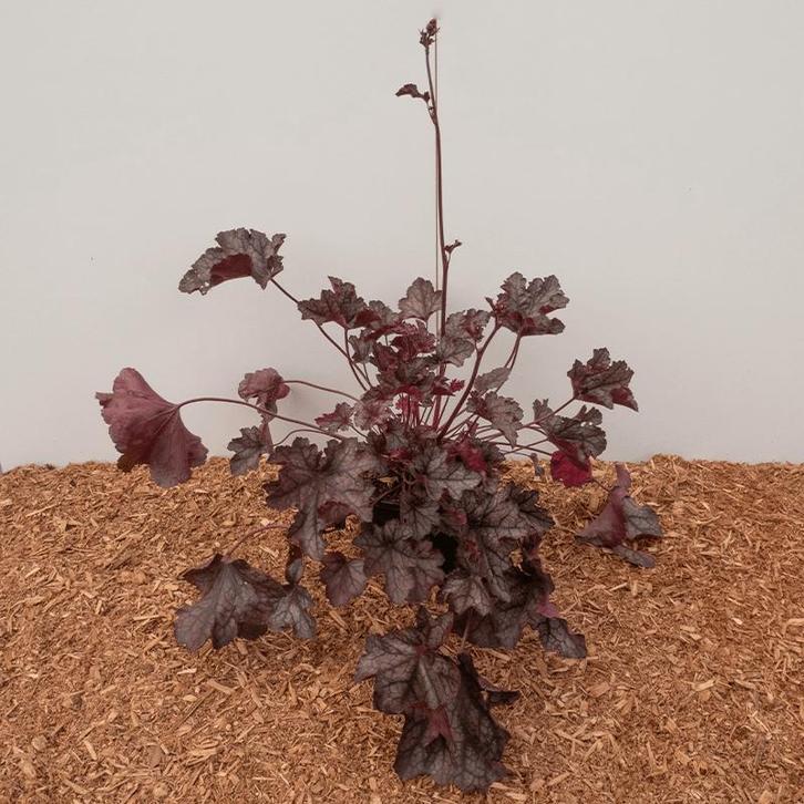 Purperklokje: Heuchera Villosa ‘Carnival Plum Crazy’ (Wi, Tuin en Terras, Planten | Tuinplanten, Overige soorten, Vaste plant