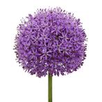 Bloembollen - 24 x Allium Gladiator - paars, Tuin en Terras, Bloembollen en Zaden, Verzenden, Voorjaar, Volle zon, Bloembol