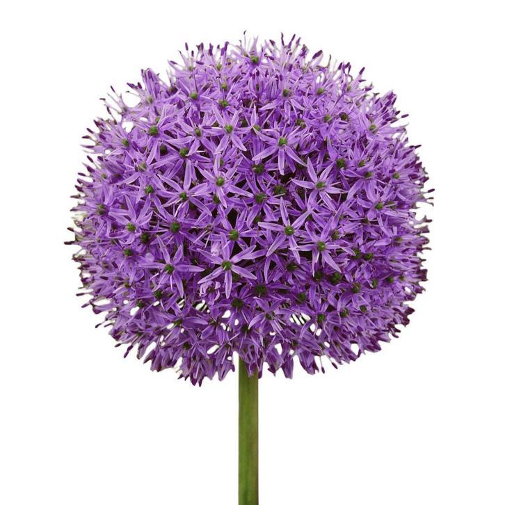 Bloembollen - 24 x Allium Gladiator - paars, Tuin en Terras, Bloembollen en Zaden, Bloembol, Voorjaar, Volle zon, Verzenden