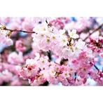 Papermoon Fotobehang Cherry Blossoms, Nieuw, Verzenden