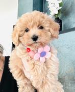 Hele mooie MALTIPOO hypoallergeen, hier geboren ook mini, Parvo, Overige rassen, 8 tot 15 weken, Meerdere