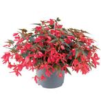 Begonia Boliviensis - Roze, Ophalen of Verzenden