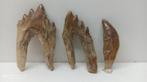 Verzameling van grote tanden van vroege walvis Basilosaurus