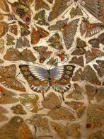 Satsuma-porselein - Shzan  - Japan - Meiji periode