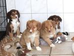 Nova scotia duck tolling retriever x Border collie pups, Nederland, Labrador retriever, Meerdere, Meerdere dieren