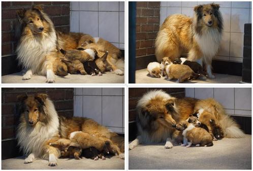 Schotse Collie Pups (Lassie) - Onwijs Mooi en Lief / VIDEO., Dieren en Toebehoren, Honden | Herdershonden en Veedrijvers, Meerdere